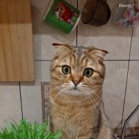 Масянька :: Ната57 Наталья Мамедова