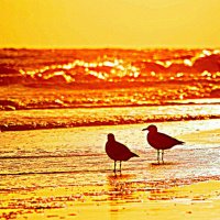 *** :: Vladimir Bilyuk 