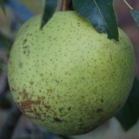 Груша золотоворотская :: Глеб 