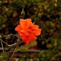 ******** :: ИННА ПОРОХОВА