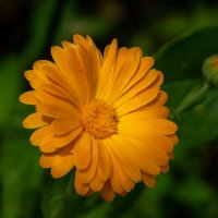 Про календулу... :: Николай Гирш Про календулу... :: Николай Гирш