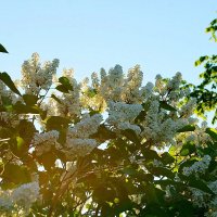Весна... Белая сирень... :: Игорь Тельцов