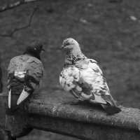 *** :: Сергей Сергеев