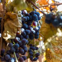 Виноград :: Владимир Иванович