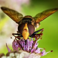 гость цветка :: Laryan1 