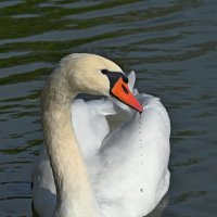 Доверчивость :: Александр Орлов Доверчивость :: Александр Орлов