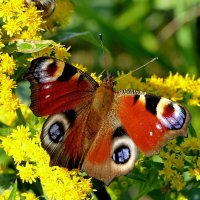 опять про бабочек 42 :: Александр Прокудин