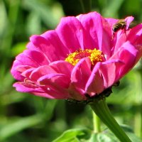 Майор с улетающей пчелой :: Александр Чеботарь Майор с улетающей пчелой :: Александр Чеботарь