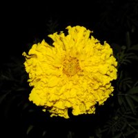 Бархатное солнце...) :: Константин Штарк