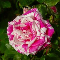 Роза в октябре. :: Милешкин Владимир Алексеевич 