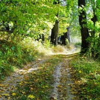 Осенний лес в октябре (репортаж из поездок по области). :: Милешкин Владимир Алексеевич Осенний лес в октябре (репортаж из поездок по области). :: Милешкин Владимир Алексеевич