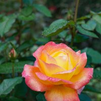 Роза :: Ольга 