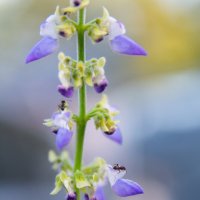 *** :: Виктор Иванович Чернюк