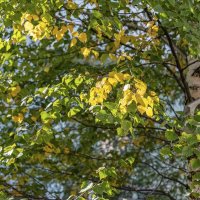 Осенние зарисовки :: Валерий Иванович