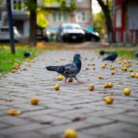 Груши и Голуби :: Вячеслав Дроздов