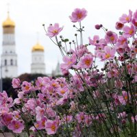 Анемоны в Зарядье :: Михаил Бибичков