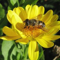 Наслаждение :: Людмила Смородинская