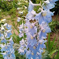 Цветы. :: Владимир Драгунский