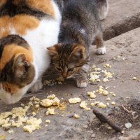 Кошка с котенком :: Александр Лычагин Кошка с котенком :: Александр Лычагин