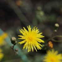 Цветы макро :: Ильич -