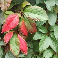 ,,, :: Сергей Тимоновский