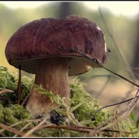 Царь :: Aleksandr Gal