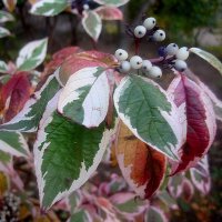 Осенний интерьер :: Елена Семигина