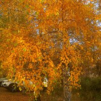 Золото берез :: Елена Семигина Золото берез :: Елена Семигина