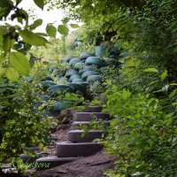 Природа Крыма :: Amazing Cosmea