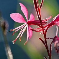 Гаура :: Сергей 