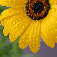 Диморфотека :: Ната57 Наталья Мамедова