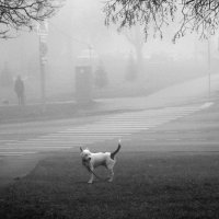 Потеряшка. :: Борис Бутцев