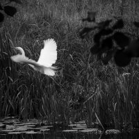 *** :: Юлия Закопайло