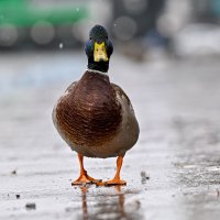 Кто здесь? :: Михаил Петрик Кто здесь? :: Михаил Петрик