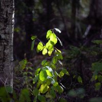 Про радость зеленого куста :: liudmila drake Про радость зеленого куста :: liudmila drake