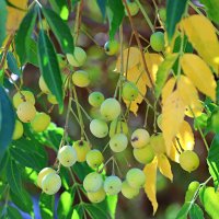 Сентябрь :: Аркадий Басович