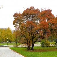 Осень в городе :: Лариса С.
