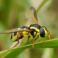 Ксантограмма :: Константин Штарк