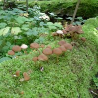 Песнь грибов и мха :: Серж Show