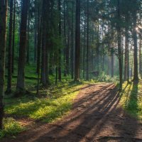 Пути утренние...... :: Юрий Цыплятников Пути утренние...... :: Юрий Цыплятников