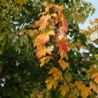 Клен канадский остролистный :: Наиля 