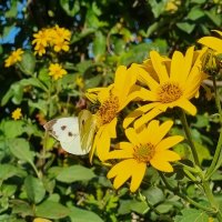 Солнечное утро :: Наталья Солнечное утро :: Наталья