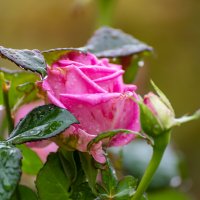 Осенняя роза :: Александр Осенняя роза :: Александр