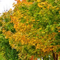 В конце сентября :: Светлана 