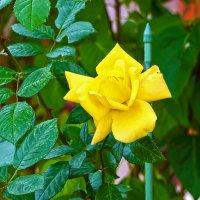 Осенняя красавица :: Светлана Осенняя красавица :: Светлана