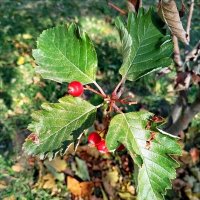 Последние ягодки! :: Надежда 