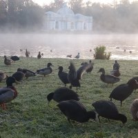 Утки и лысухи :: Сапсан 