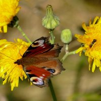 опять про бабочек 47 :: Александр Прокудин опять про бабочек 47 :: Александр Прокудин