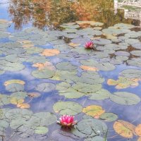 На пруду :: Irene Irene