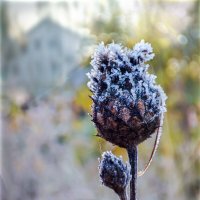 Замороженный :: AZ east3 Замороженный :: AZ east3